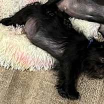 Thumbnail photo of Freddie Pug #3