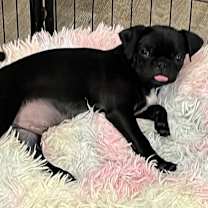 Thumbnail photo of Jax Pug #4