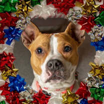 Thumbnail photo of Bailey #3