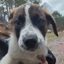 Thumbnail photo of Jangle #3