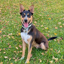 Thumbnail photo of SMOKEY #3