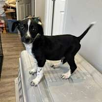 Thumbnail photo of Mason #2