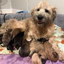 Thumbnail photo of Magnolia #4