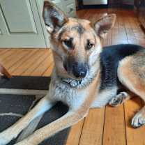 Thumbnail photo of Bambi #1