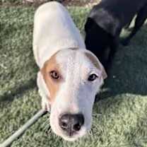 Thumbnail photo of Linus #2