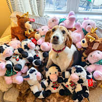 Thumbnail photo of Lily #2