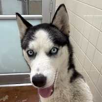 Thumbnail photo of Robin Hood #2