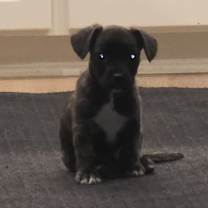 Thumbnail photo of Milo #1