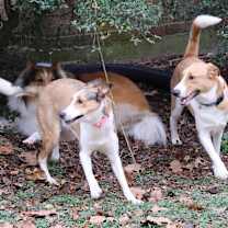 Thumbnail photo of Mia and Milo #1