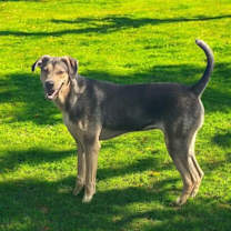 Thumbnail photo of Barnabas #2