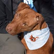 Thumbnail photo of Chirin #3