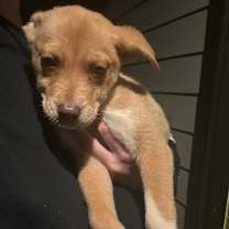 Thumbnail photo of Puppies #3