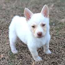 Thumbnail photo of Snowball #1