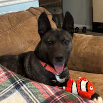 Thumbnail photo of Ace #3