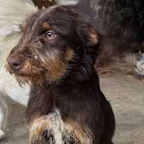 Thumbnail photo of RODDY #3