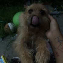 Thumbnail photo of Benji #1