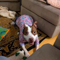 Thumbnail photo of Princess Muttercup #1