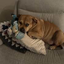 Thumbnail photo of Gator #2