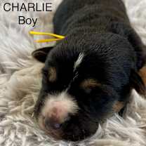 Thumbnail photo of Charlie #1
