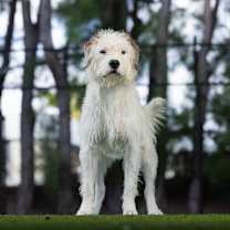 Thumbnail photo of Wally #1