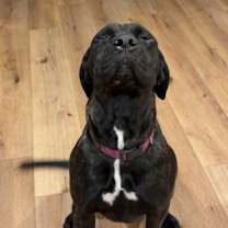 Thumbnail photo of Willow #2