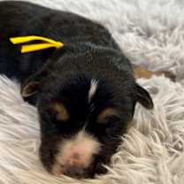 Thumbnail photo of Charlie #2