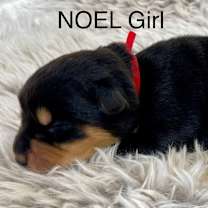 Thumbnail photo of Noel #2