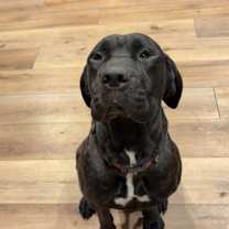 Thumbnail photo of Willow #3