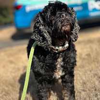 Thumbnail photo of Grumpus #1