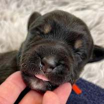 Thumbnail photo of Bear #2