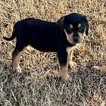 Thumbnail photo of CARL #1