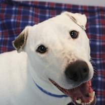 Thumbnail photo of Bailey #3