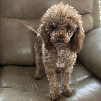 Thumbnail photo of Apricot Sep 25 - In Foster In Rocky Mount, NC #3