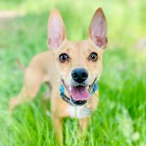 Thumbnail photo of Rhododendron "Rhody" #1