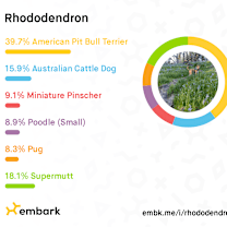 Thumbnail photo of Rhododendron "Rhody" #4