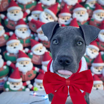 Thumbnail photo of Zeke-ADOPT Me! #1