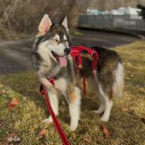 Thumbnail photo of Clove #1