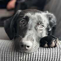 Thumbnail photo of Patty #3