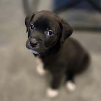 Thumbnail photo of Maisy #1