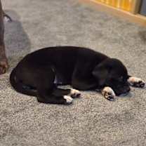 Thumbnail photo of Maisy #3