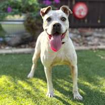 Thumbnail photo of Cookie #1