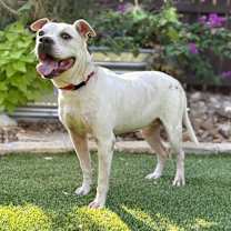 Thumbnail photo of Cookie #3