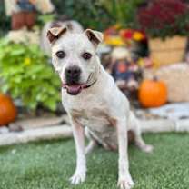 Thumbnail photo of Cookie #4