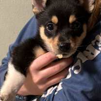 Thumbnail photo of Christmas gang #4