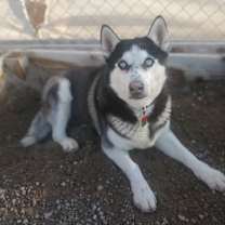 Thumbnail photo of Alpine #2