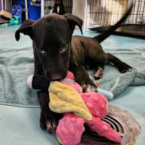 Thumbnail photo of Turkey #1