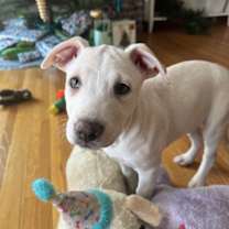 Thumbnail photo of Holly #2