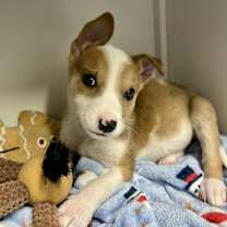 Thumbnail photo of Zuri LD #3