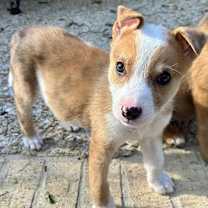 Thumbnail photo of Zuri LD #4