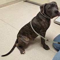 Thumbnail photo of Ash #2